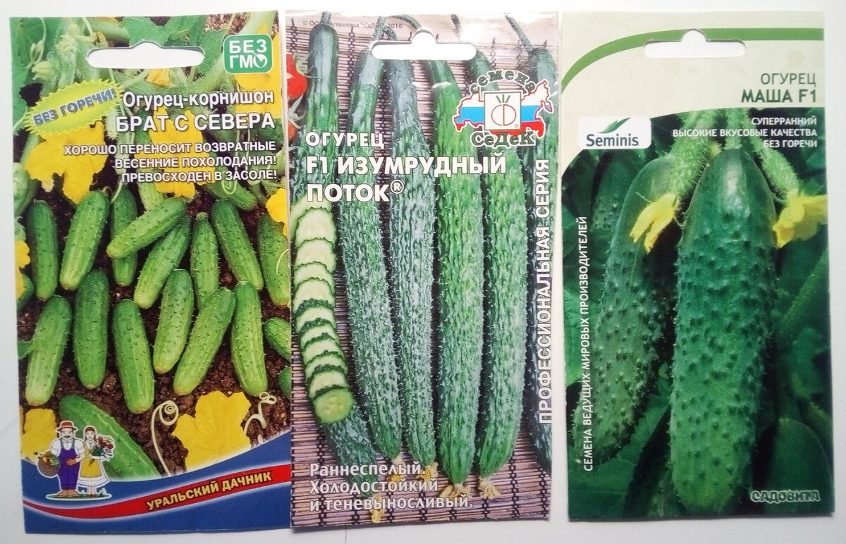 Огурчик МАША F1, высокие вкусовые качества, БЕЗ ГОРЕЧИ. Зеленец в длину достигает от 8,5 до 9 см. Растение среднерослое, детерминантное, с женским типом цветения (фото автора)