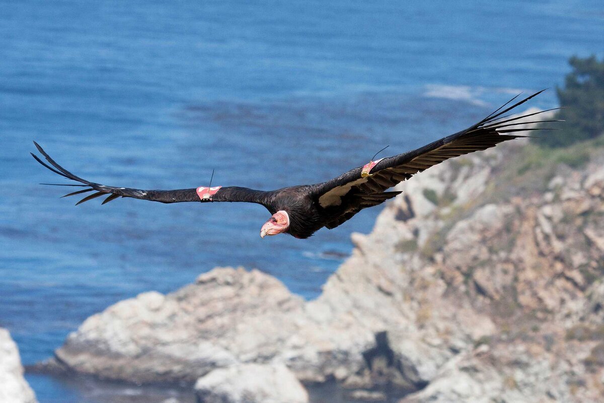 Калифорнийский Кондор