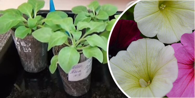 Март — это месяц, когда нужно сеять цветы.