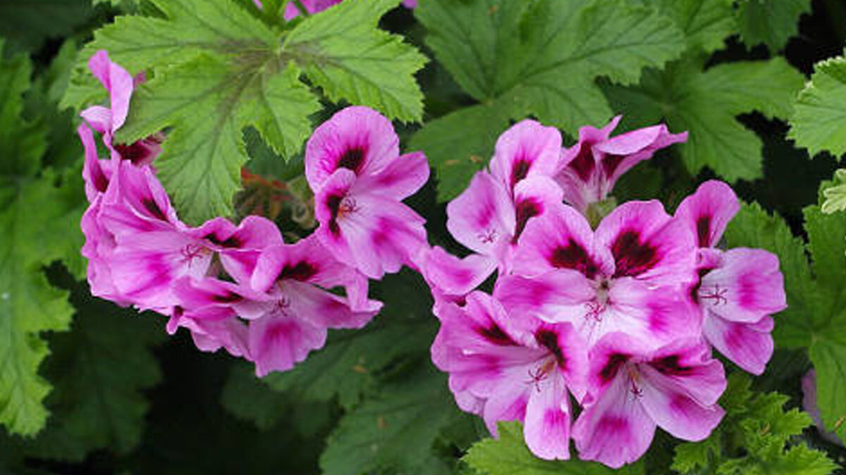 Душистые пеларгонии 