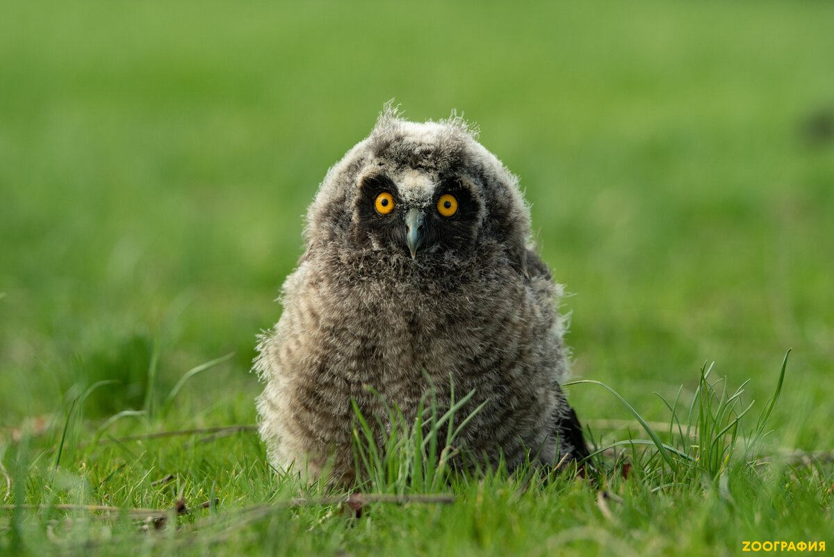 Автор фото: Алексей Осокин