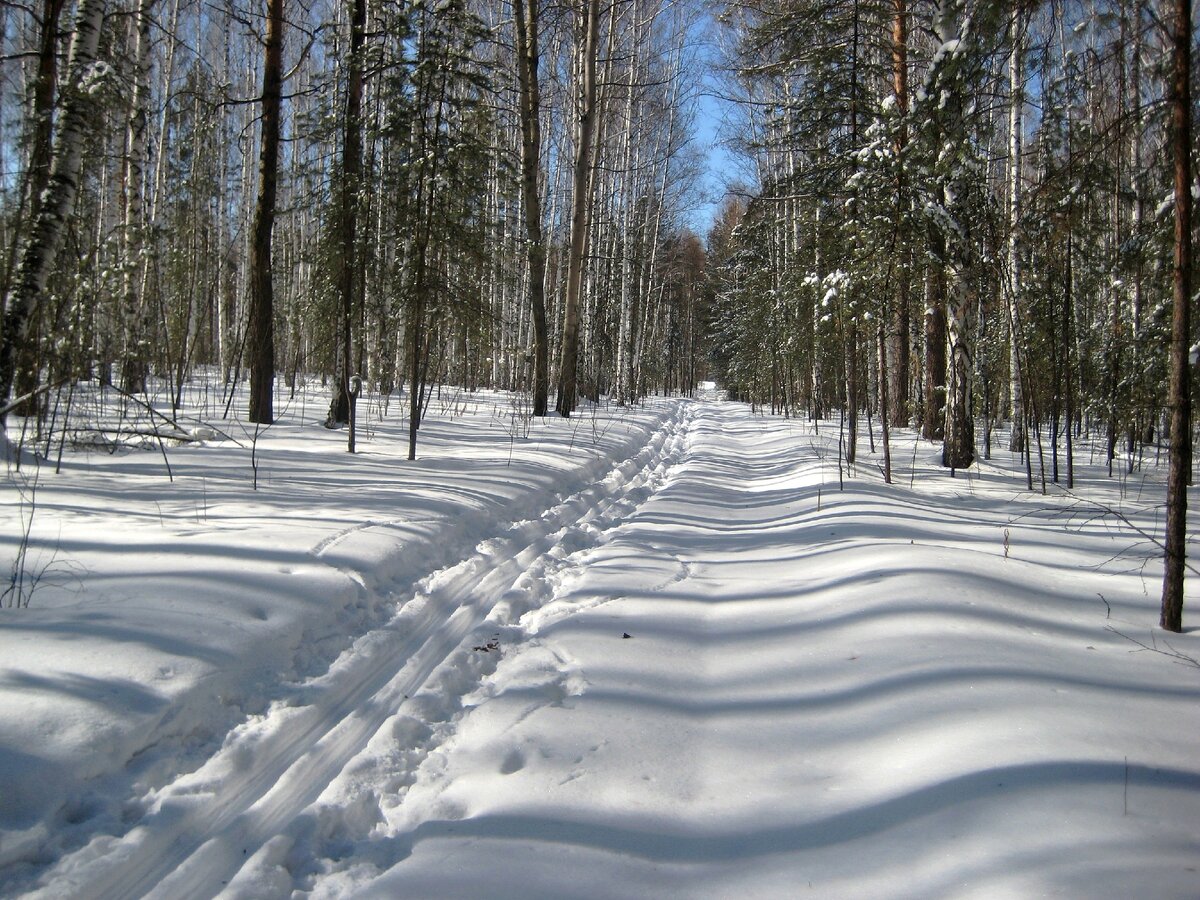 Бутовский лес лыжная трасса