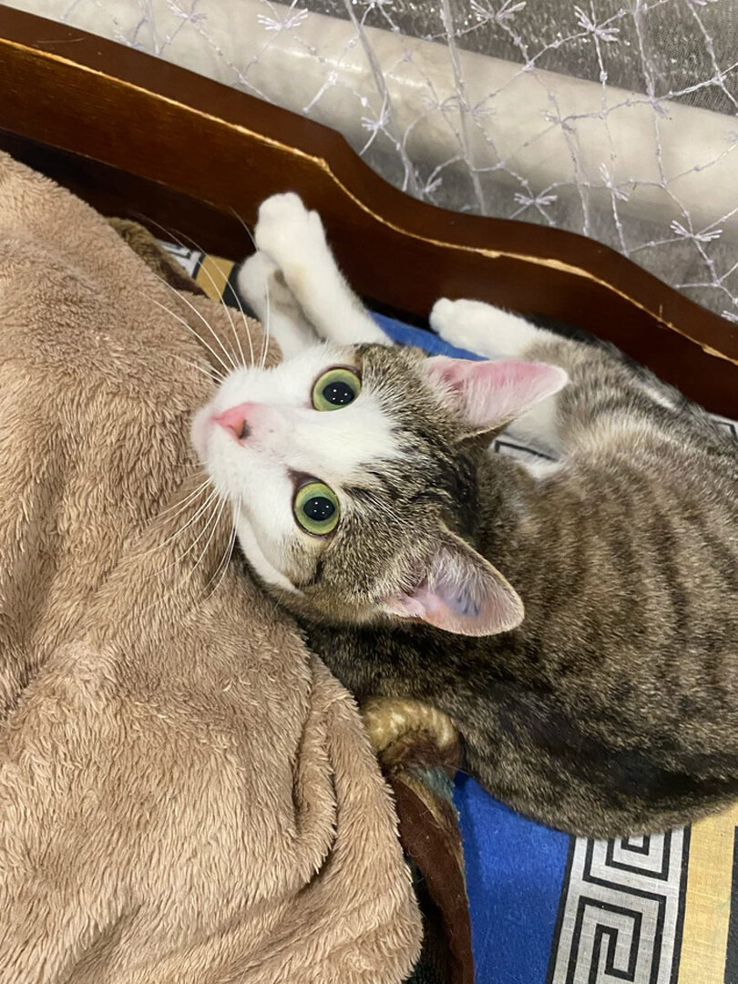 Тощая, облезлая, некрасивая - ну кому такая нужна? Но Гайка не теряла ...