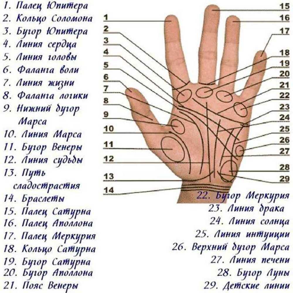 Гадание по руке: как считывать линии и знаки на ладони? Хиромантия для начинающих | Лисичка | Дзен