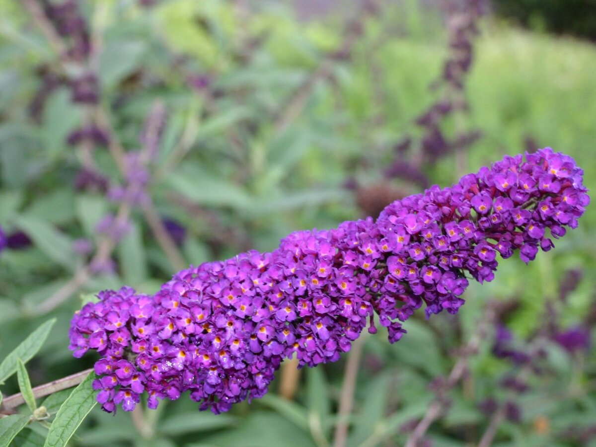 буддлея Давида