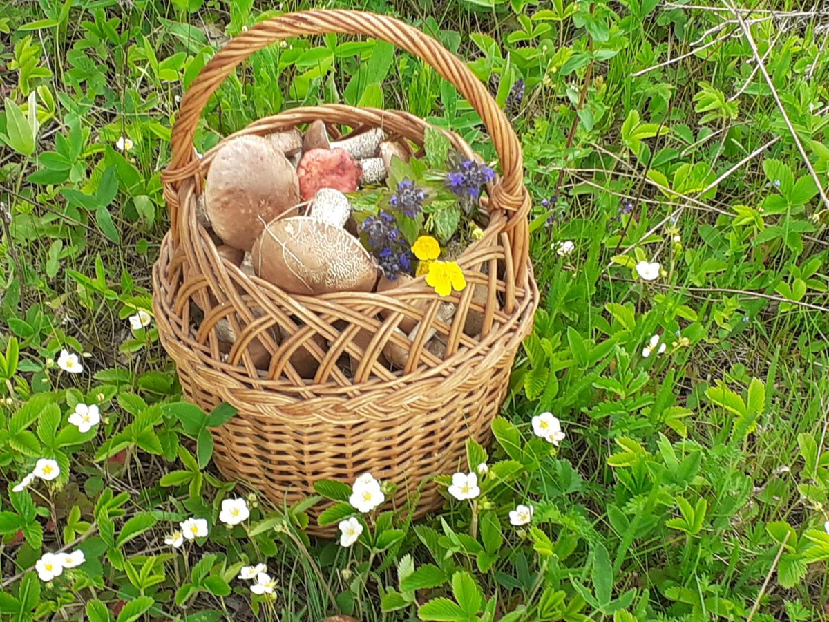 Истории грибников. Поляна опят в лесу. Грибник. Грибы пошли. Тихая охота.