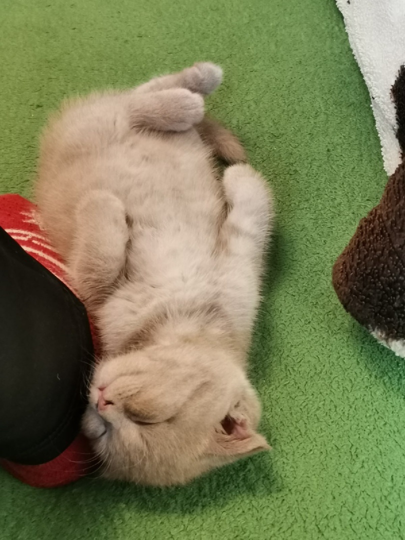 «Потерял сознание» на диване. Должно быть, день был не из легких