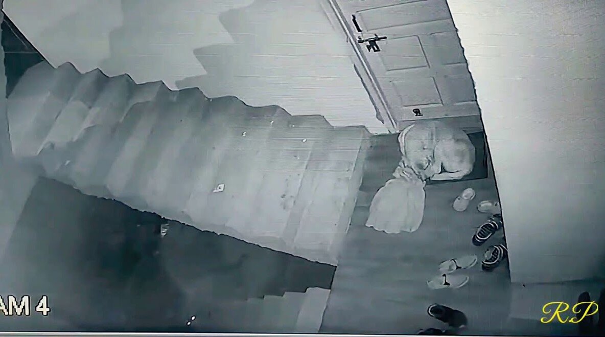 спящая собака