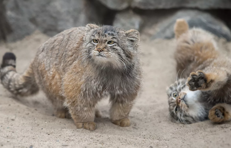 Скриншот автора. Источник: http://img0.joyreactor.cc/pics/post/full/%D0%BC%D0%B0%D0%BD%D1%83%D0%BB-%D0%BA%D0%BE%D1%82%D1%8D-5583848.jpeg