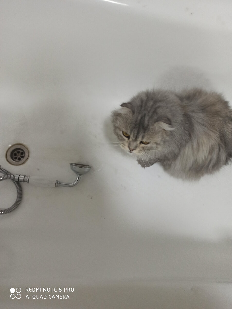 Василий. Укоризненный взгляд