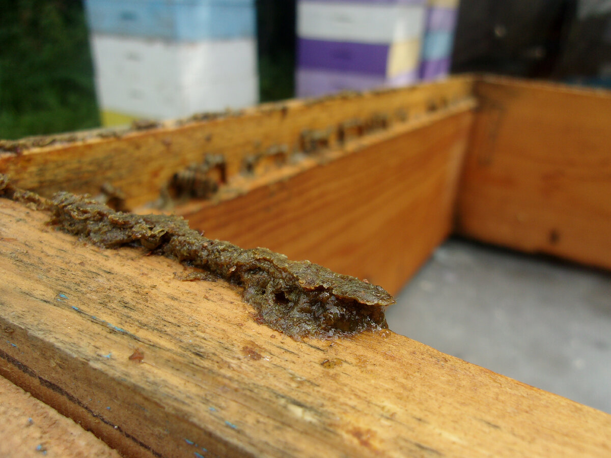                            Так выглядит прополис в чистом виде. Фото автора.