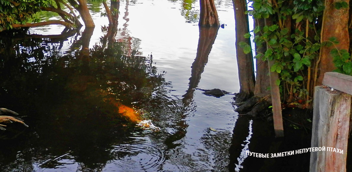Яшка плывёт "на работу" в наш лагерь. Фото автора.
