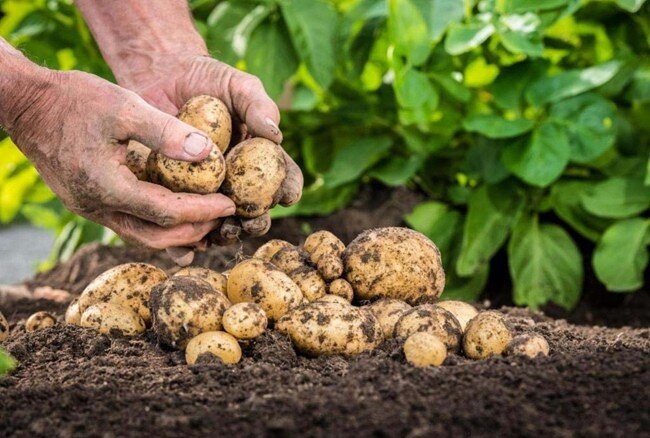 Как и когда удобрять картофель: правила подготовки грядки весной, летом и осенью