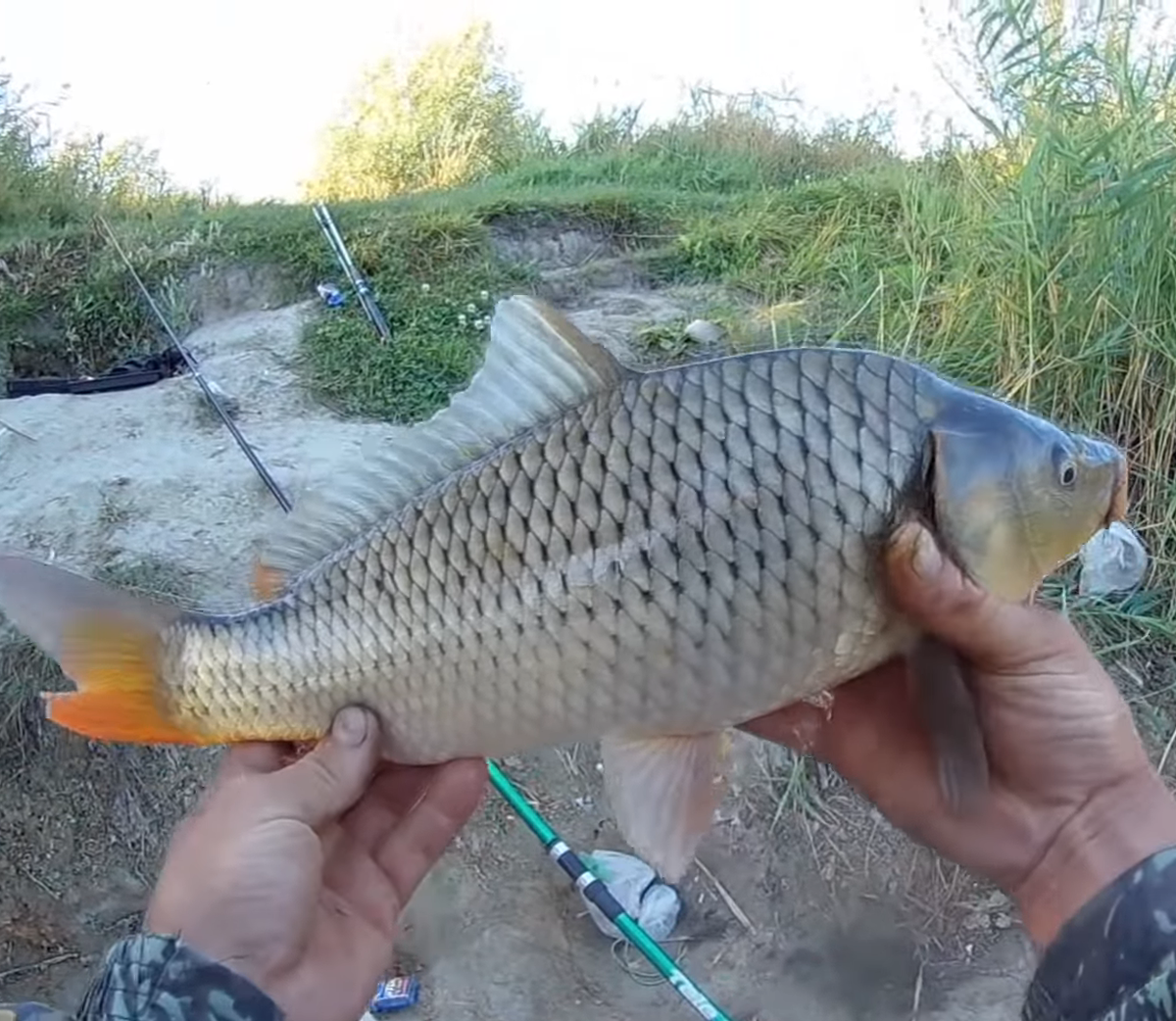 Карп на куриную печень.