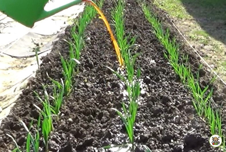 Подкормка лука