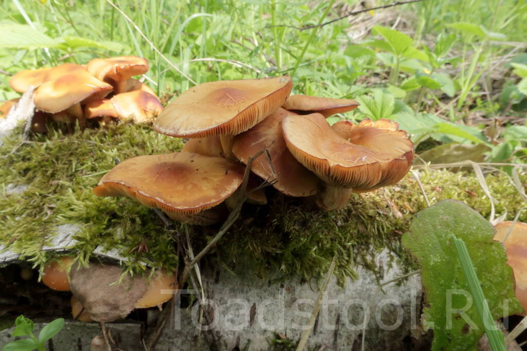 Ну не совсем то, что ожидаешь встретить в строчковом лесу (фото И.Лебединского)