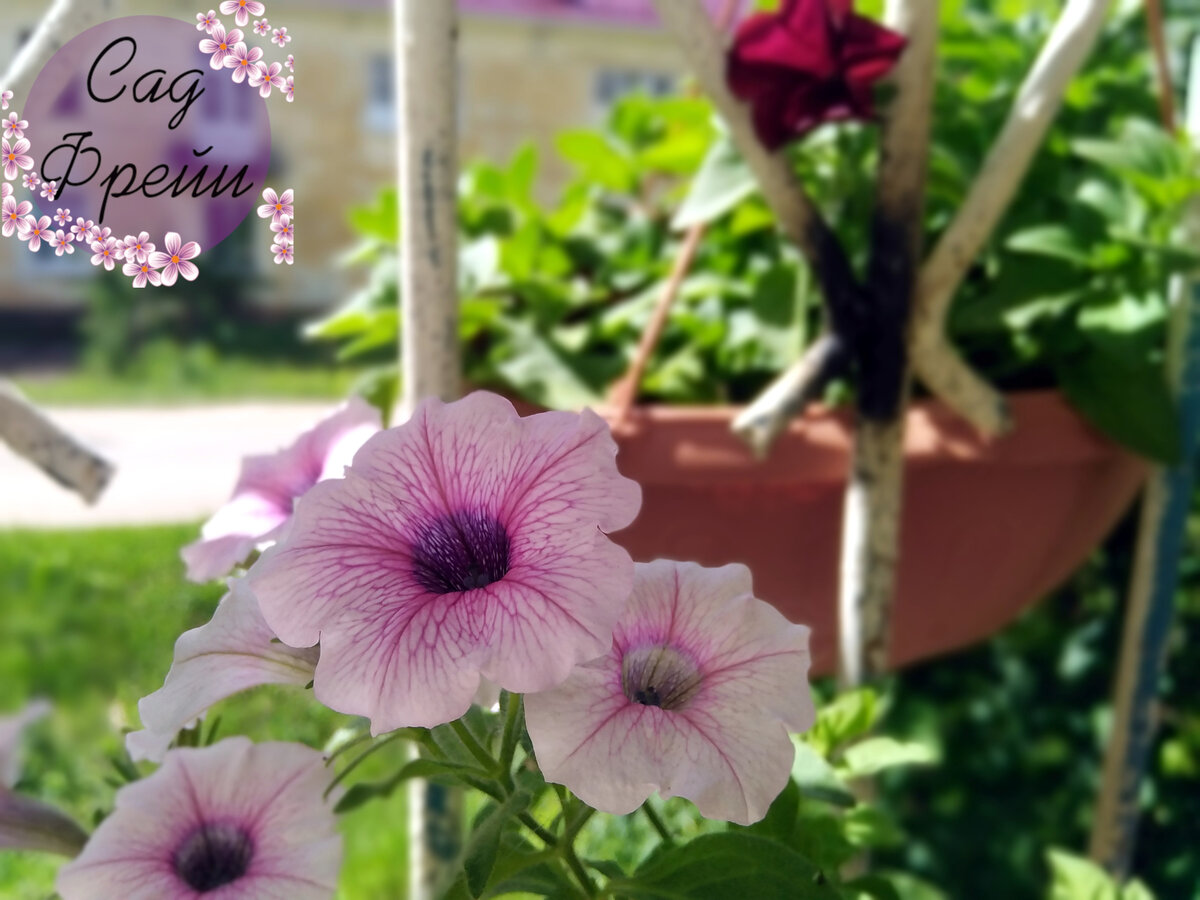 Первые цветы петунии на моём балконе в 2021 году