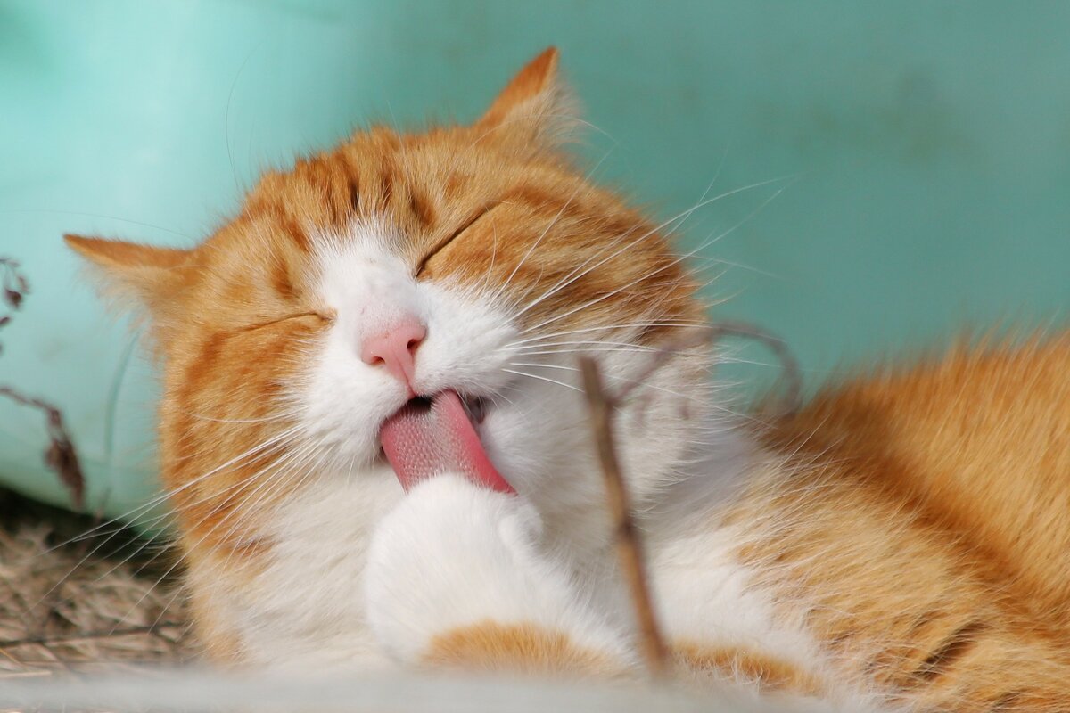 Изображение K L с сайта Pixabay 