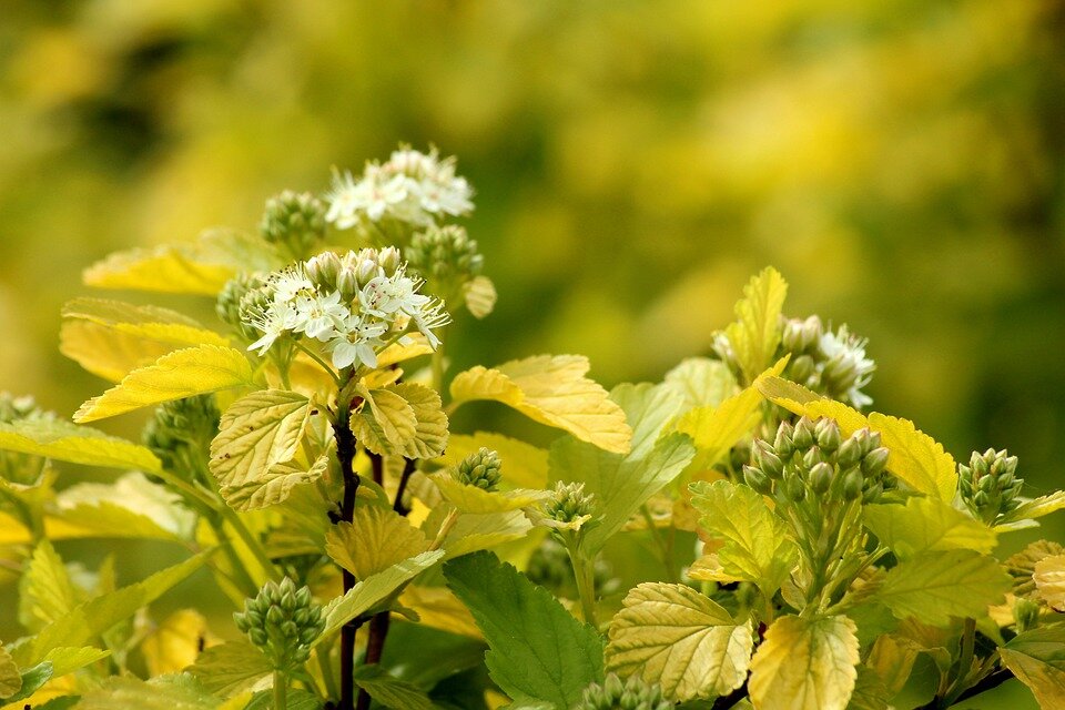 фото с pixabay.com Хлорозить могут разные растения.