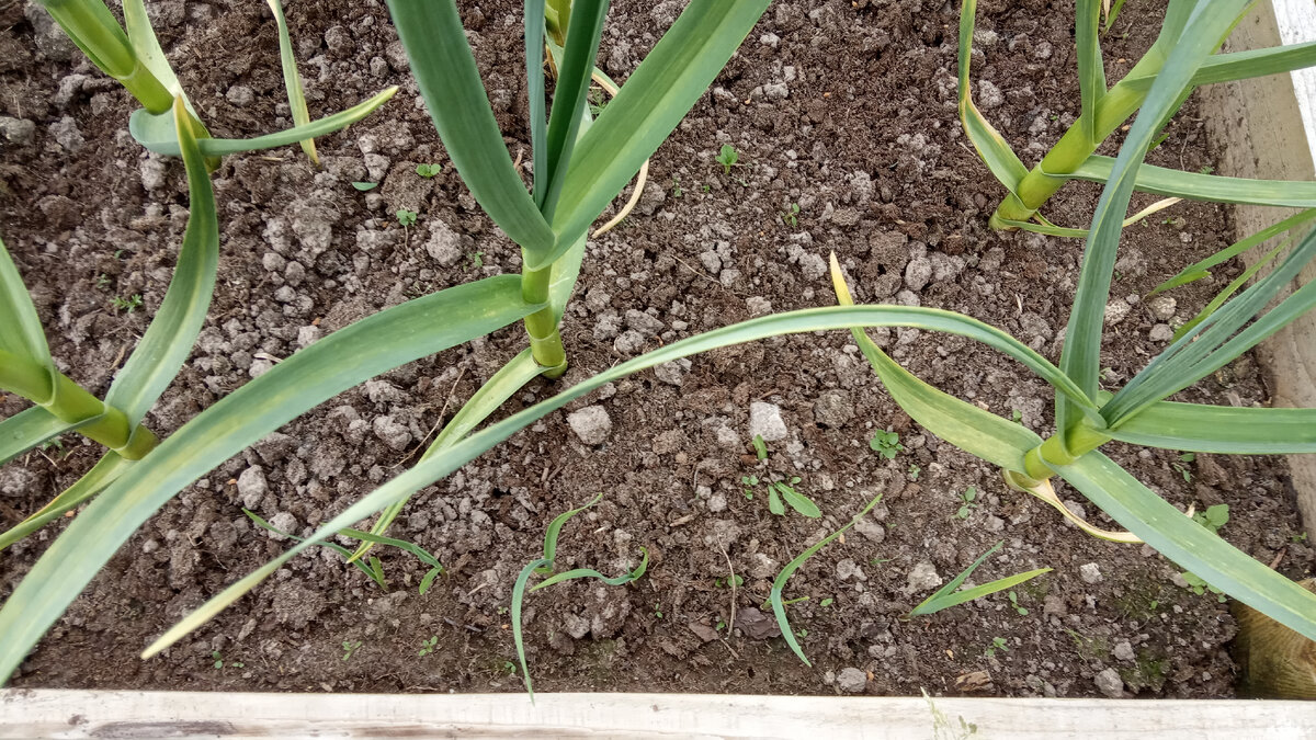 Это мой чесночек в начале июня - по краю грядки подрастают высаженные весной бульбочки