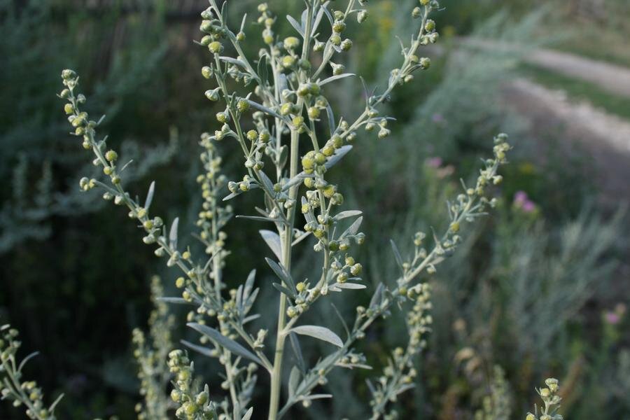 Полынь.Яндекс картинки.