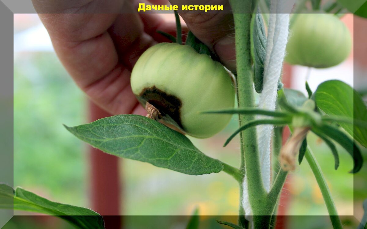 https://vk.com/photo-159774511_457248113