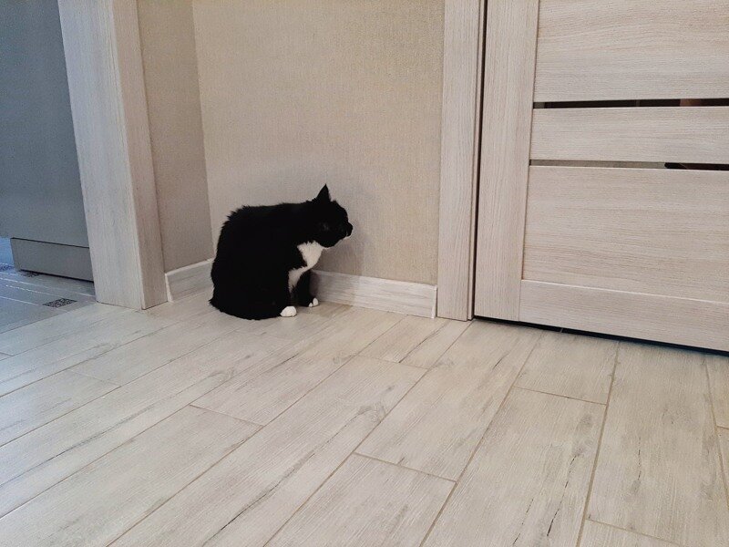 Не пустить Шмона в штаб-квартиру зла (под ванну), было невозможно, она буквально жила у ванной, и при любом открытии двери - рыбкой ныряла под ванну.