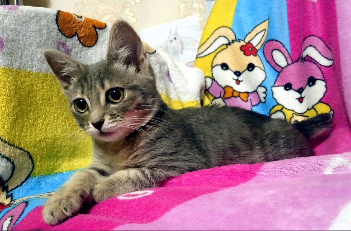 Место котенка на мягком пледе, а не на улице. Это должен понимать каждый!