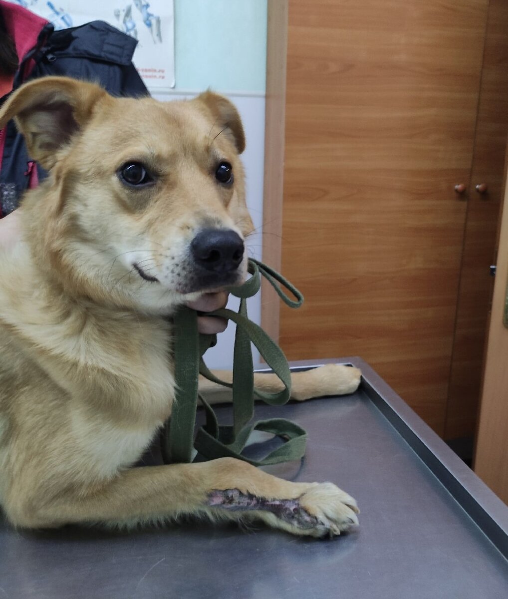 Бублик 🐕❤ Начинаем поиск дома и семьи! Сейчас нужна помощь в оплате  передержки! | Благотворительный фонд Луч добра | Дзен