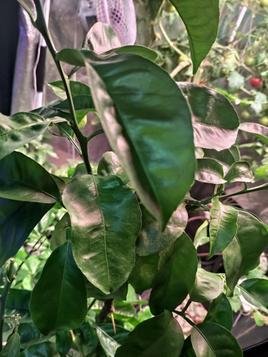 Листья пахнут Новым Годом😊