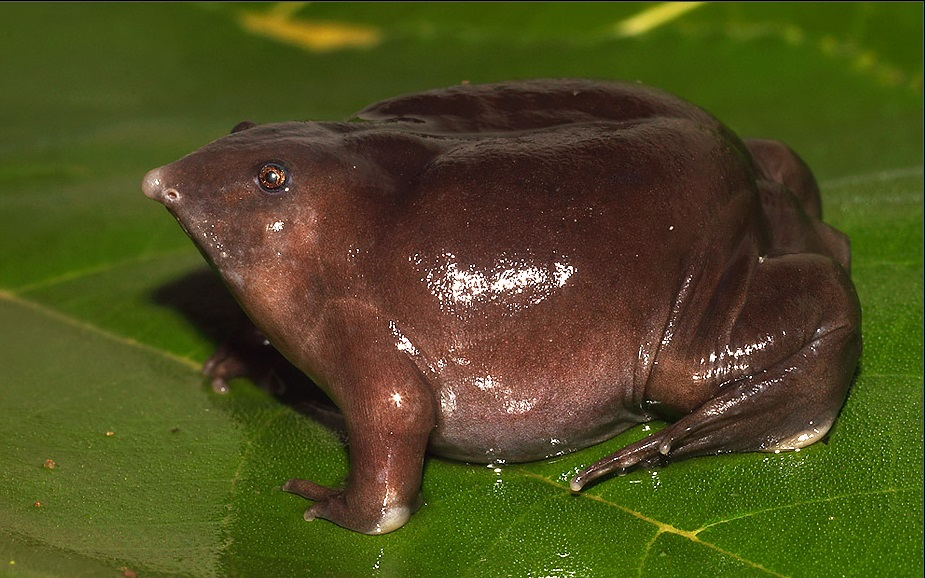 -Ребят, вы не видели того Тираннозавра который у меня денег одолжил? В смысле он вымер 65 миллионов лет назад?