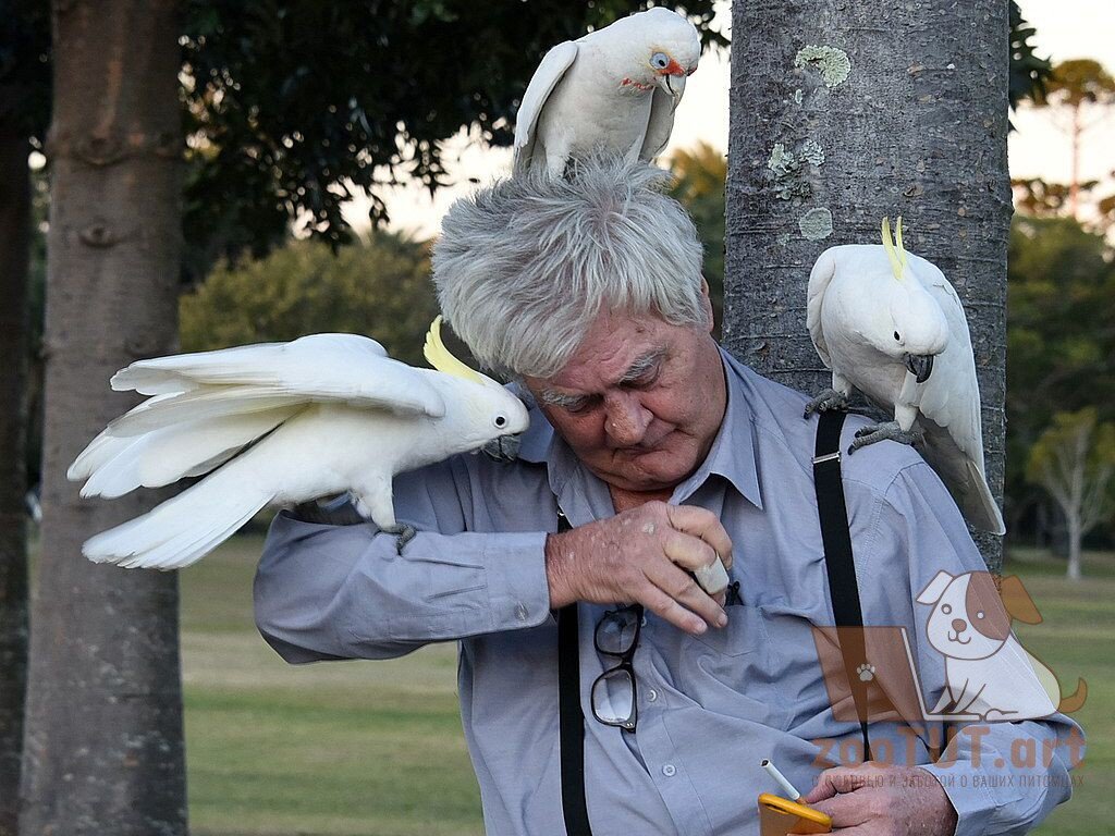 попугай на моей голове это плохо или хорошо ?