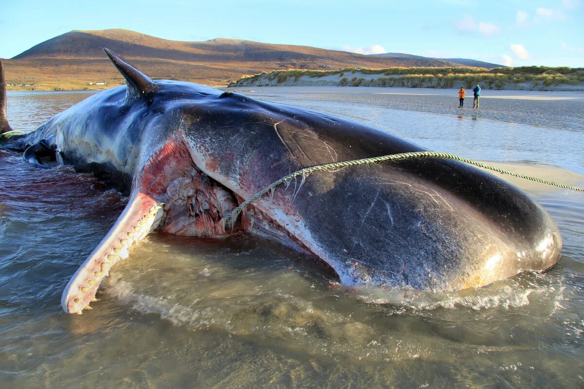 какие рыбы водятся в каспийском море