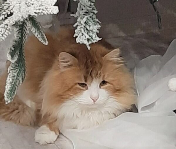    Фото: Никита Чудин. UG.RU