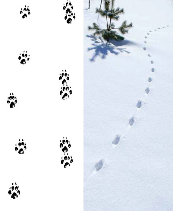 Лисьи следы прилагательное. Следы лисы. След волка. Следы волка и лисы на снегу. След волка и собаки на снегу.