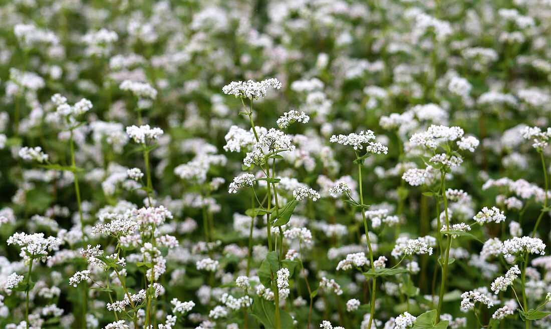 Гречиха. Фото: pixabay.com