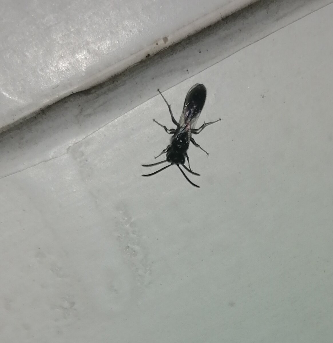 Вот эта мушка, которая скорее всего и не мушка совсем. 