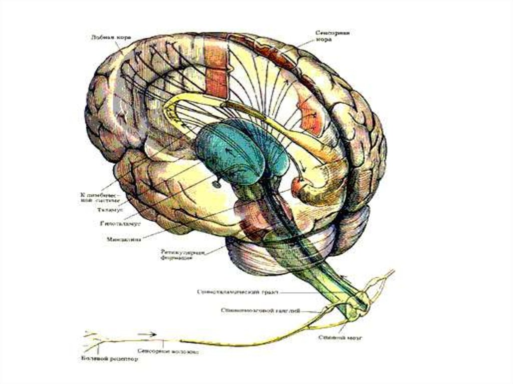 Функции головного мозга в нервной системе. Лимбическая система ЦНС. ЦНС анатомия. Головной мозг ЦНС на латыни.