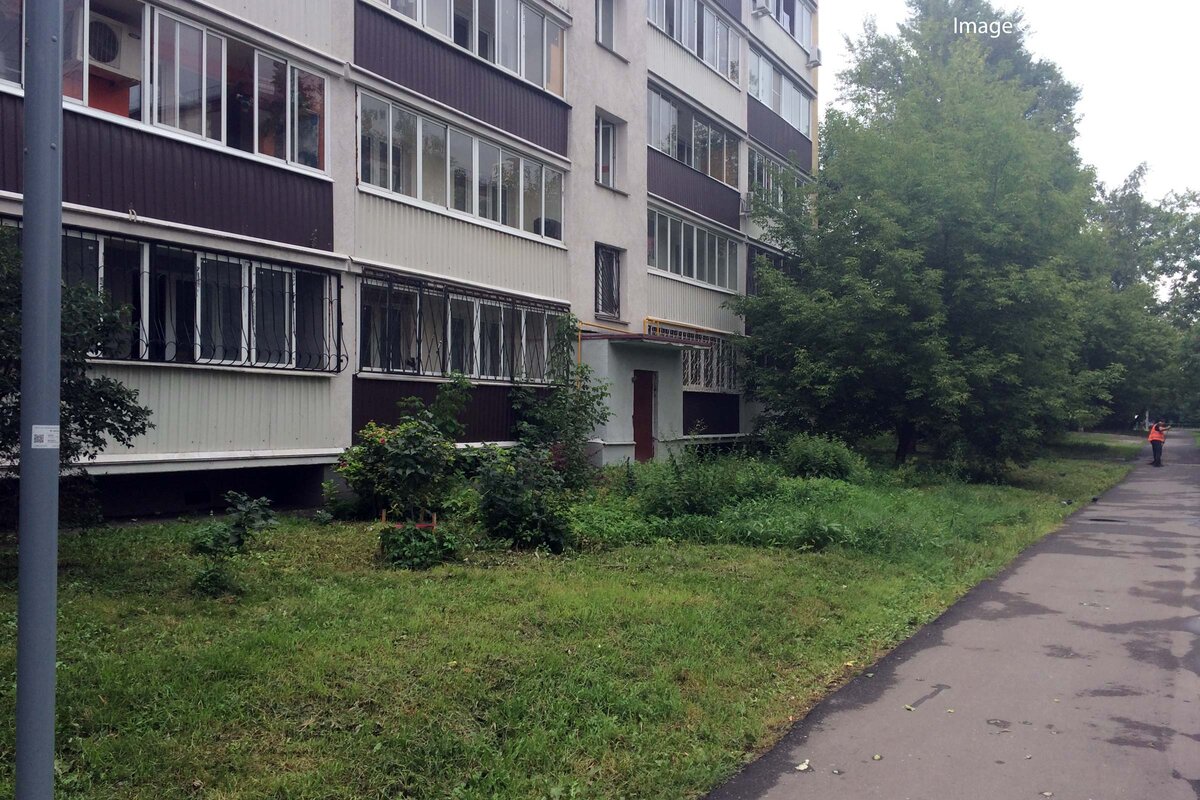 На противоположной стороне растёт самосевный Клён ясенелистный, который активно засоряет и этот участок.