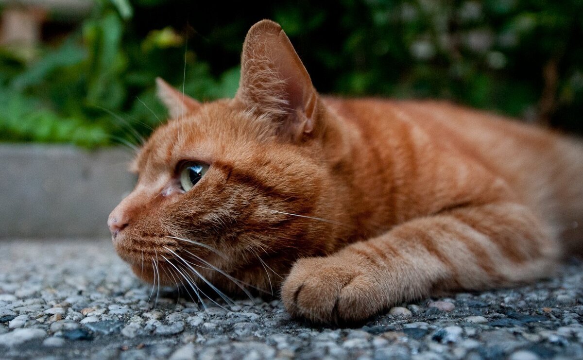 Фото из сети