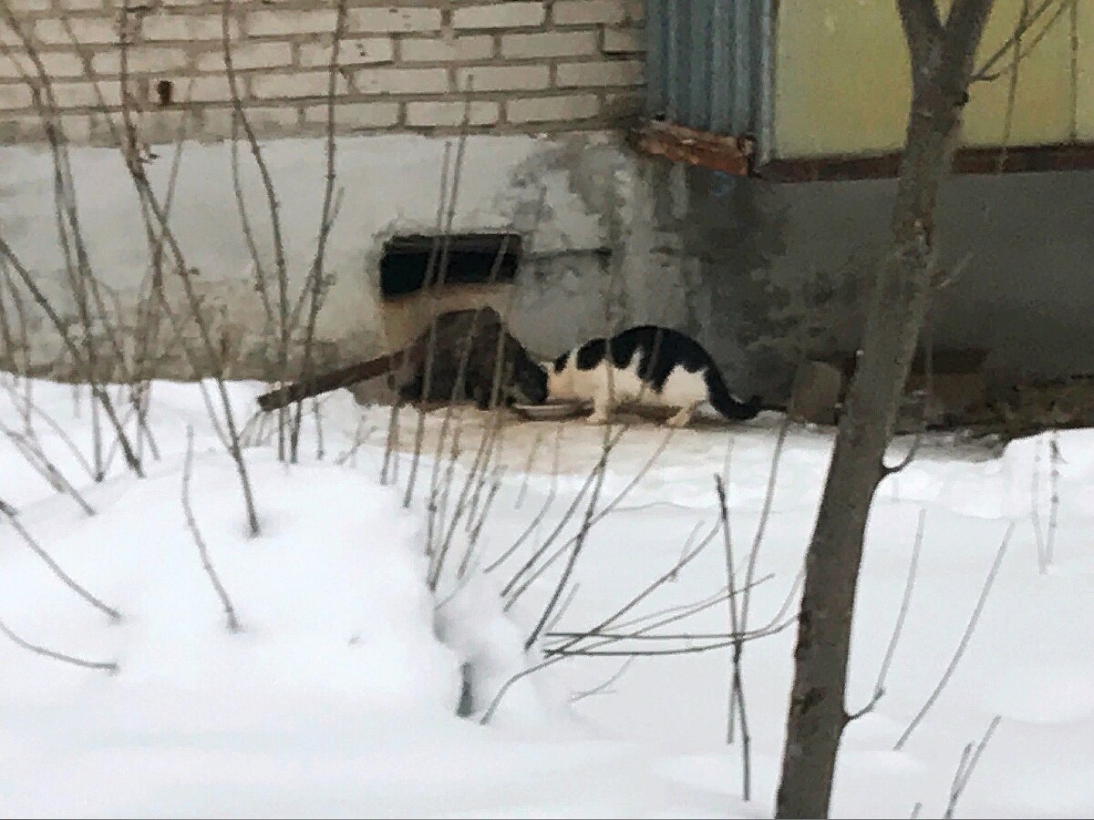 В подвале дома живет кошка с котятами. Мы хотим изменить их жизнь к  лучшему, но для этого нужна помощь | КОТОСПАС Чусовой | Дзен