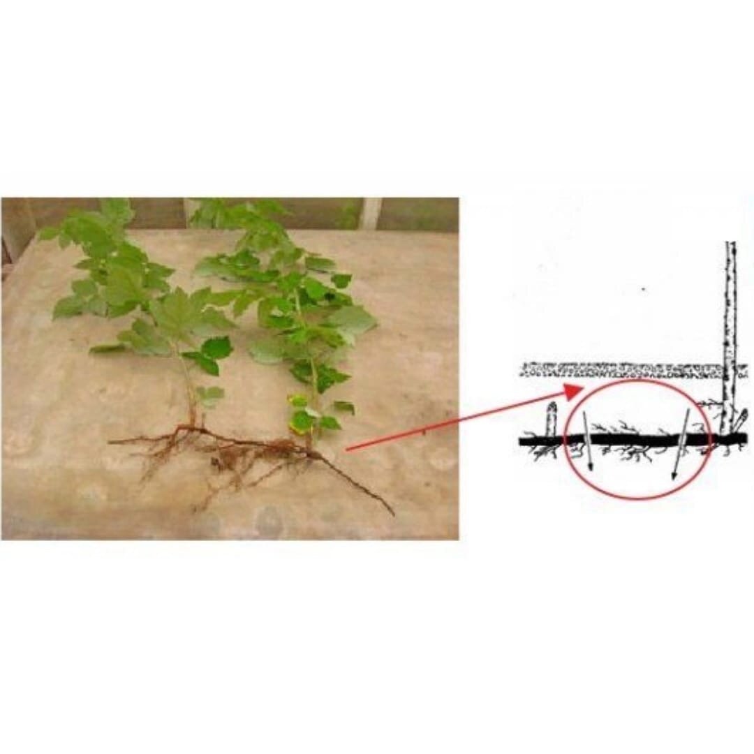 Размножение малины черенками. Размножение малины корневыми черенками. Размножение малины отводками. Размножение роз корневыми отпрысками. Малина размножается стеблевыми черенками.