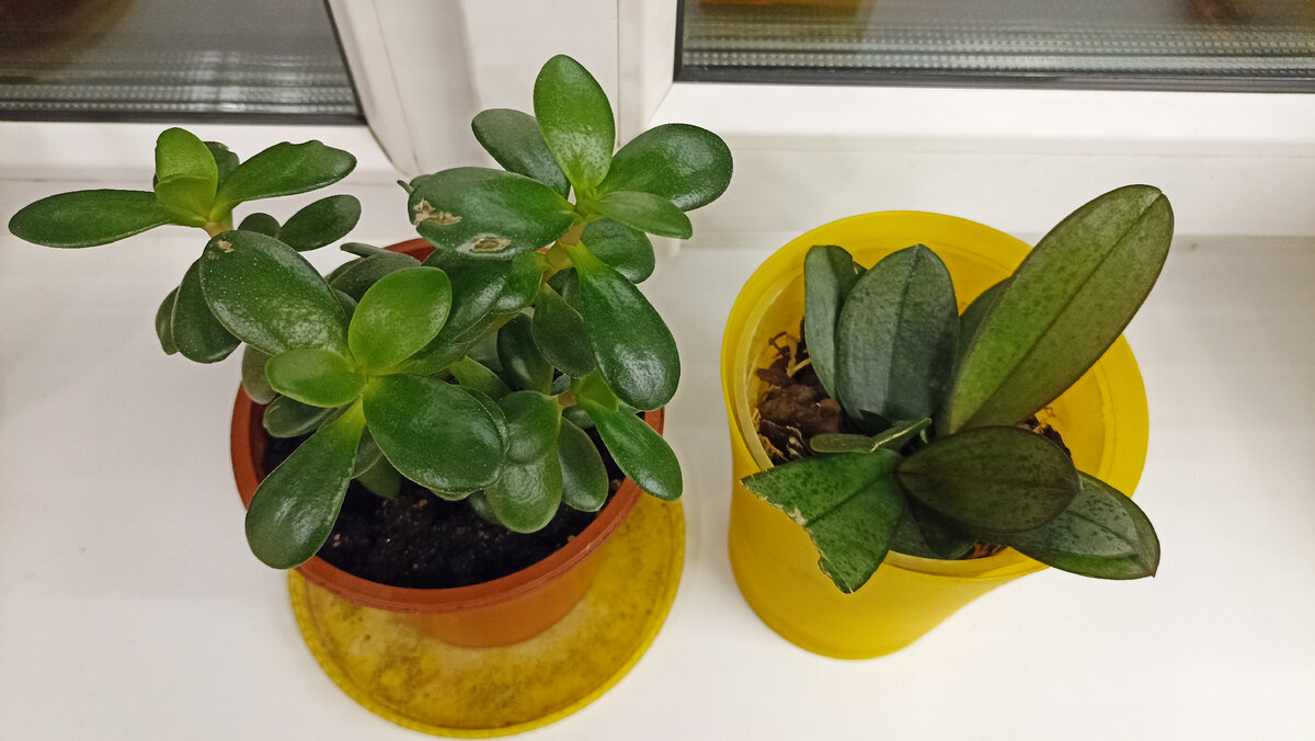 Толстянка и орхидея пострадали сильнее всех 