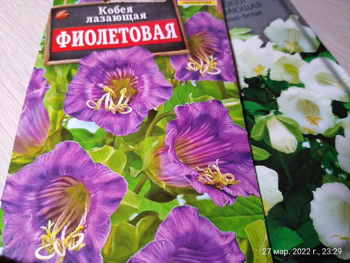 Кобея лазающая. Опыт выращивания от семян до цветения. | Дневник  огородника-дилетанта | Дзен