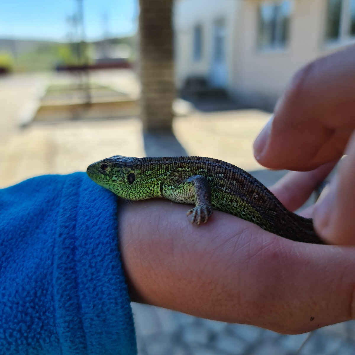 Архив 2021 года. Башкирия. Мальчишки поймали ящерицу прыткую. Она не ядовита и не имеет зубов. 