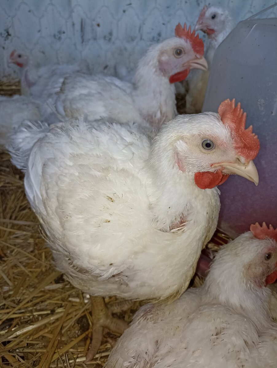 Это им около 20 дней