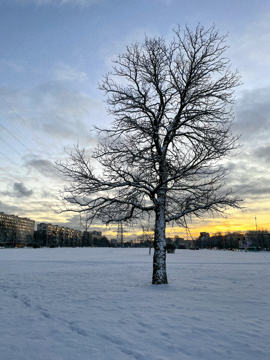 Фото из архива автора. 1 февраля. Буду фотографировать это дерево по пути на работу каждое первое число и замечать его изменения. 