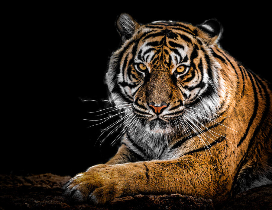Название: tiger Автор: fajri gans ; https://500px.com/photo/1060927582/tiger-by-fajri-gans