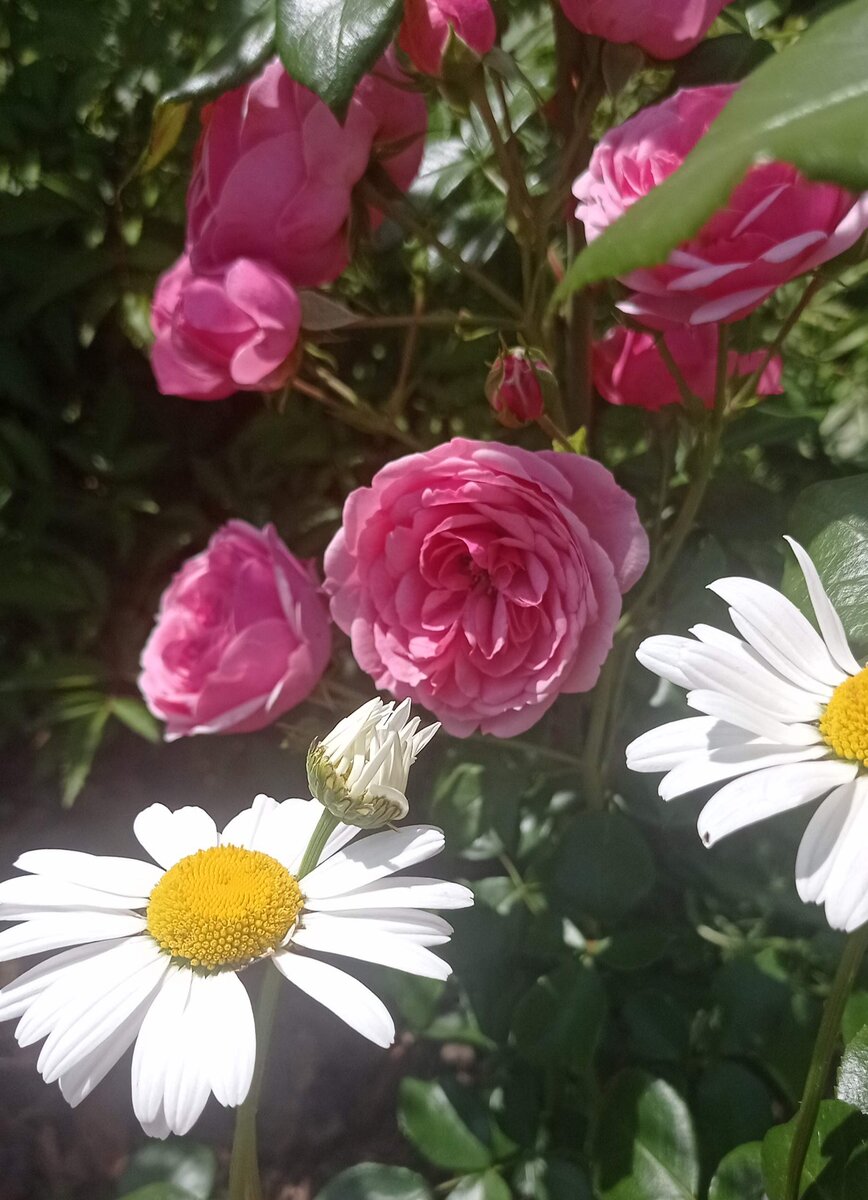 Роза и ромашка как раз из этого стиля. Роза Помпонелла 