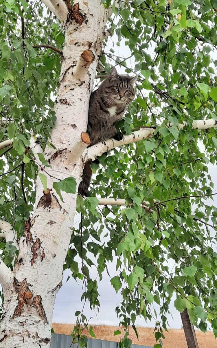 Высоко сижу далеко гляжу!